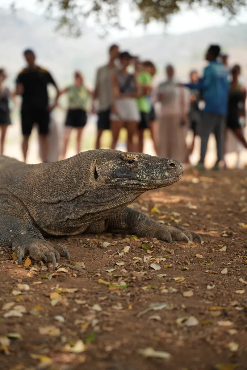 Komodo dragon resting on sunlit ground in Komodo National Park